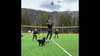 Пёс Играет В Волейбол 🏐