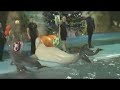 Video Поход в Харьковский дельфинарий "Немо "