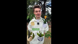 Five Unkillable Houseplants