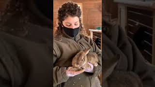We Are Danvers - Endicott Park Groundhog Day Prediction & Barn Tour!