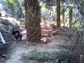 Huge King Cobra Found At Malaysia Without Editing Huge King Cobra Found At Malaysia Without Editing