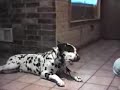 cani parlanti