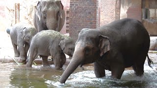 Elephant Video,Elephant 4K,Zoo 4K,Baby Elephant Video,Baby Elefant.zoo Leipzig 4K,Elephant Swimming