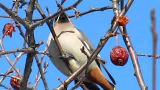 Video Cemeteries Waxwing