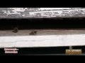 ΓΑΙΟΡΑΜΑ ΜΕΛΙΣΣΟΚΟΜΙΑ ΜΕΛΙΣΣΟΚΟΜΟΙ PROMO VIDEO