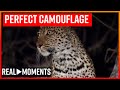 How Leopards Hunt In The Wild | Real Moments