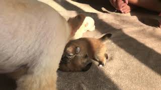 12 days old pomeranian puppy