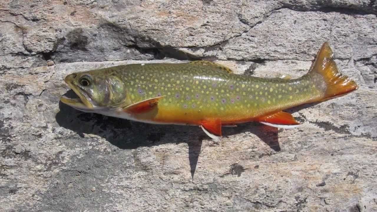 Float Tube Trout Fishing YouTube