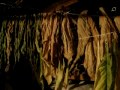 Drying tobacco leaves in the garage