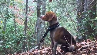 hunting with dogs in charles city virginia