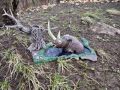 Aurora Prehistoric Scenes - Tar Pit Woolly Rhino