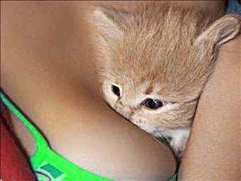 funny kitten videos. Cats Funny kitten hilarious