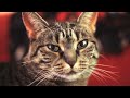 viral videos