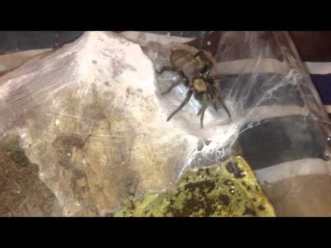 Header of Acanthogonatus francki