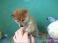 豆柴子犬10.27 2.wmv
