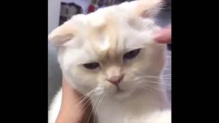 Funny Animals & Pets Compilation | Ultra FUNNY PETS & ANIMALS