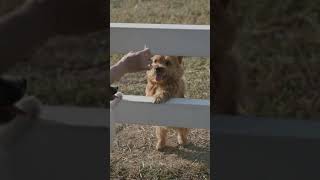 Norfolk Terrier Cute Dog Video Cute And Funny Dog Video Dog Playing With His Friend