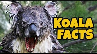 15 Facts About Koalas Nobody Knows About