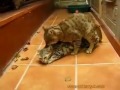 Cat Defloration images Cat Defloration