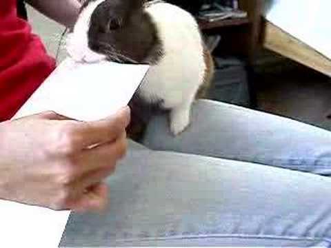Bunny letter opener 兔肉開信機