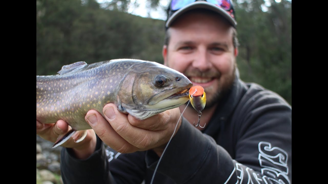 Topwater Trout Skinny water popping for brook trout Victoria YouTube