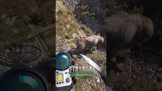 Chilling In Garbage S.t.a.l.k.e.r. Moments