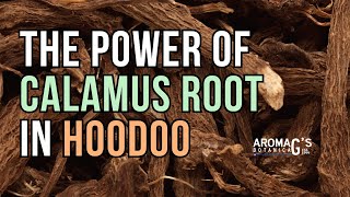 The Enigmatic Power Of Calamus Root In Hoodoo And Folk Magic
