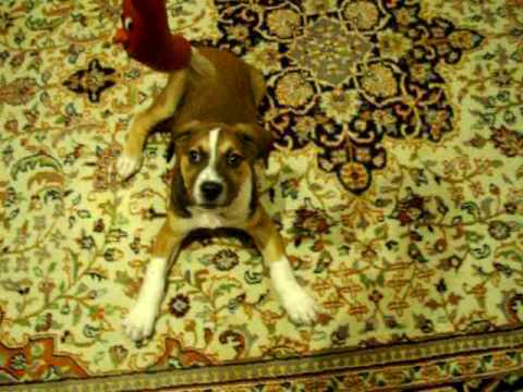 playfull koa