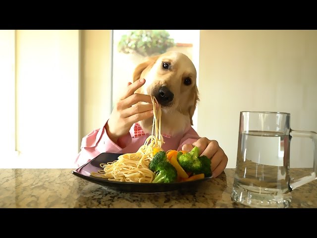 Chef Dog Enjoys A Fancy Meal - Video