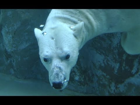旭山動物園の動物たち〜Asahiyama Zoo