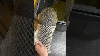 Green Anaconda
