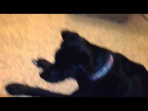 When You're Scared Of Dogs Video