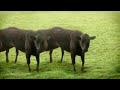 Sapi Lucu Joget images Sapi Lucu Joget