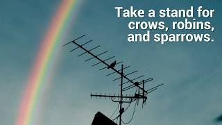 Curiosity in a School Lab Killed the Crows, Robins, and Sparrows