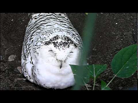 眠そうなシロフクロウ。Sleepy　Snowy Owl．