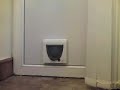 fat cat gets stuck in cat flap