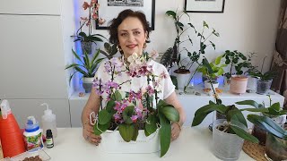 Detaylı Orkide Sulama Teknikleri