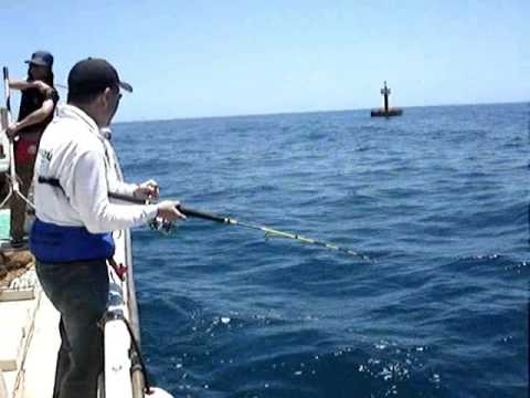 Tune,Skipjack Fishing. Genyoumaru@Hiwasa.