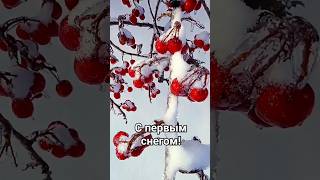 С Первым Снегом! #Первыйснег #Юрийшатунов  #Светлаяпамять 23.11.2023Г.17 Месяцев Без Юрия!