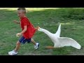 Animals never fail to make us laugh - Super funny animal compilation