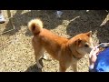 Japanese Dog Breed