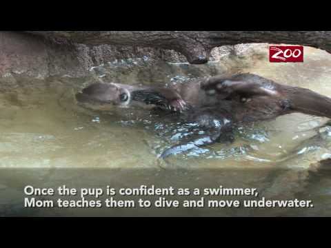 Otter Pups Swim Lesson