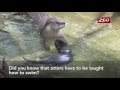 Otter Pups Swim Lesson