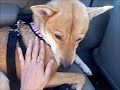 DCSIR Rescue Video: Hime's Story