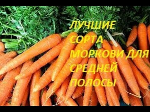 Лучший сорт моркови для средней полосы Лучший сорт моркови для средней полосы