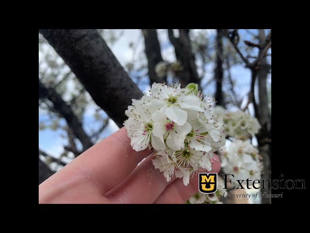 Watch Callery Pear Awareness & Alternative Trees for Missouri on YouTube.