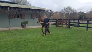 Watch The Rubick X Santa Fe Filly In Action - Side On