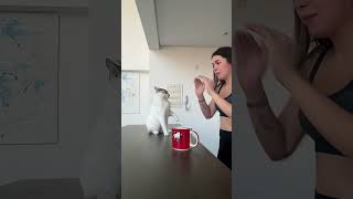 Eu E Meu Cachorro Todo Dia Em Casa Um Irritando O Outro