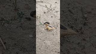 Baby Dino Walking