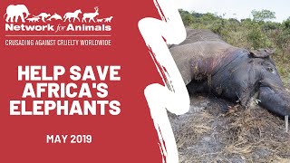 Elephant horror in Botswana!
